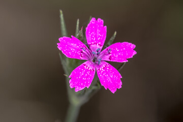 Fototapeta na wymiar Flower of Deptford Pink (Dianthus armeria)