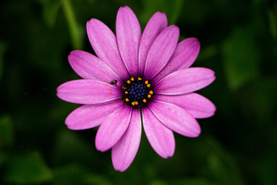 Close-up of purple African daisy flower head with green background