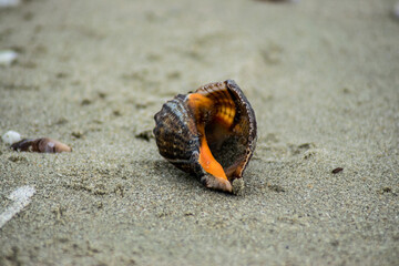 shell on the sand
