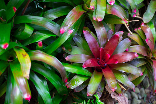Garden with a Bromelia plant. Landscaping with beautiful flowers.