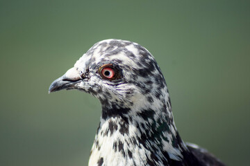 close up of a pigeon