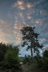 Lonely pine tree against the background of morning pink sun-lit clouds