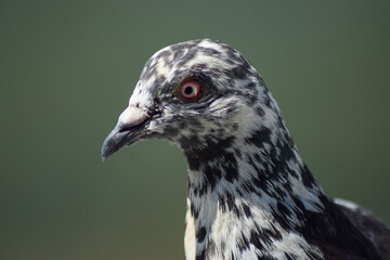 close up of a pigeon