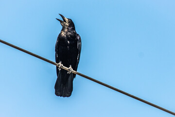 raven on a wire