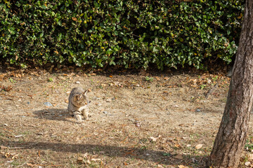 Scared feral cat on dirt path