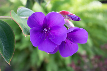 Purple princess flowers and buds growing in garden on a vibrant green leaves background
