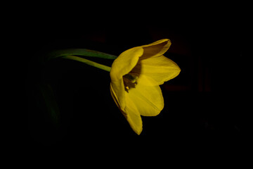 yellow flower