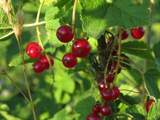 Wild redcurrant branch. The redcurrant, or red currant is a member of the genus Ribes in the...