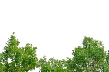 Tropical tree leaves with branches on white isolated background for green foliage backdrop and copy space 