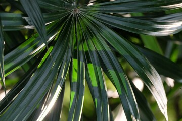 A green color of a tropical palm leave  with day light for background texture