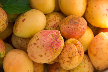 Large ripe yellow apricots and green leaf