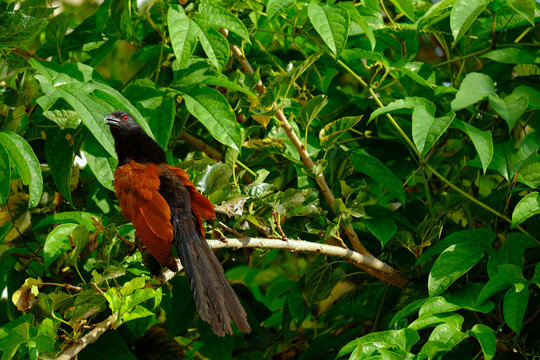 Beautiful crow pheasants is very beautiful decoration in the garden.