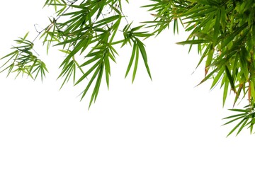 Bamboo leaves with branches on white background for green foliage backdrop 