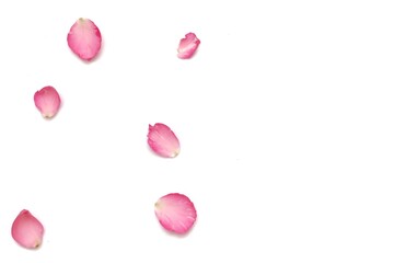 Blurred many sweet pink rose corollas on white background with softly style