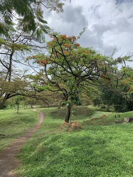 Cimetière Bukit Cina à Malacca, Malaisie