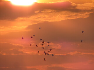 flock of birds