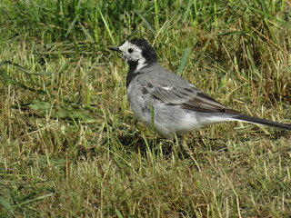 A selective focus shot of a fowl bird walking on the grass-covered field