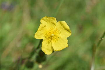 Obraz premium Gewöhnliches Sonnenröschen, Helianthemum nummularium, Sommerfarben, Wildblumen im Garten, Hintergrund für Bienenfutter, Insektenvielfalt