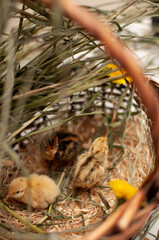 Quail chickens just born in a basket