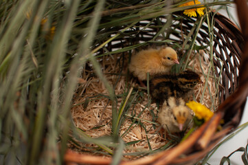 Quail chickens just born in a basket