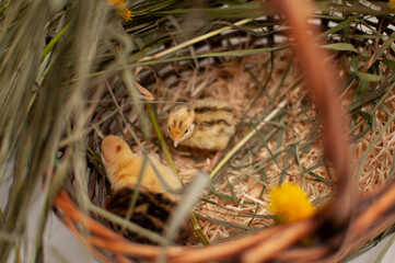 Quail chickens just born in a basket