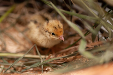 Quail chickens just born in a basket