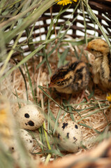 Naklejka na ściany i meble Quail chickens just born in a basket