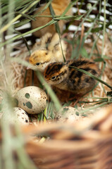 Quail chickens just born in a basket