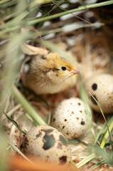 Quail chickens just born in a basket