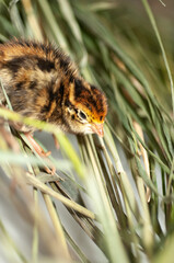 Quail chickens just born in a basket