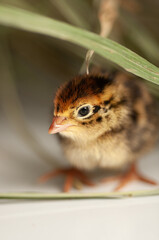 Quail chickens just born in a basket