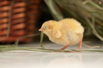 Quail chickens just born in a basket