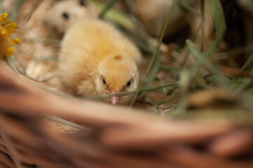 Quail chickens just born in a basket