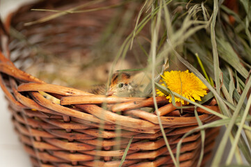 Quail chickens just born in a basket