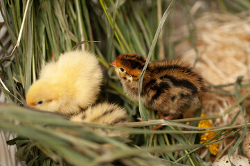 Quail chickens just born in a basket
