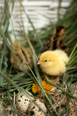 Quail chickens just born in a basket