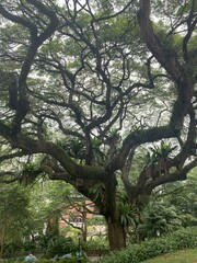 Arbre d'un parc à Singapour	