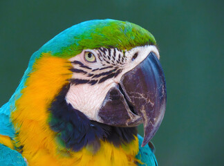 Loro, papagayo. multicolor. primer plano cabeza