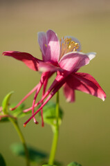 Pink Columbine Flower