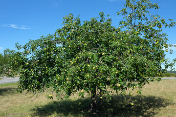 Fototapeta na wymiar Apfelbaum auf Streuobstwiese bei sonnigem Wetter - Stockfoto