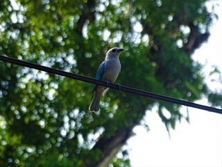 Obraz premium pigeon on a tree