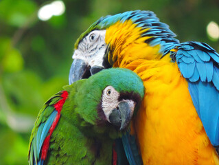 Loros