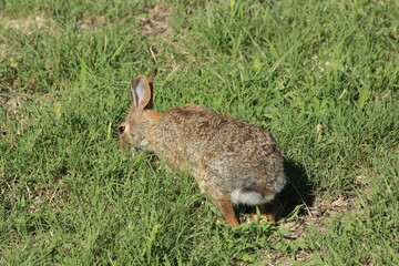 rabbit in the yard eating grass in Kansas. 