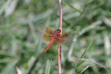 Vibrant defined dragon fly resting on a dead branch