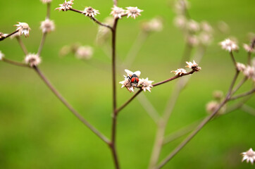 fly and flowers