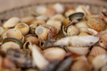 seashells on a wooden table
