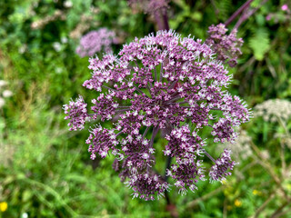 purple flowers in a field