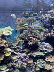 Naklejka na ściany i meble Récif de corail et poissons tropicaux de l'aquarium de Singapour