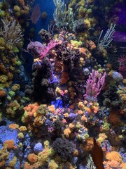 Fototapeta na wymiar Récif de corail de l'aquarium de Singapour