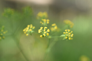 Pastinak, Pastinaca sativa, Blüte der Apiacea mit gelben Einzelblüten, frühlingsfarben gelb und hellgrün, sommerlicher Blüher